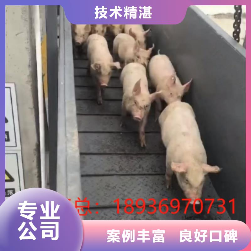 东莞活禽运输服务至上欢迎合作仔猪运输