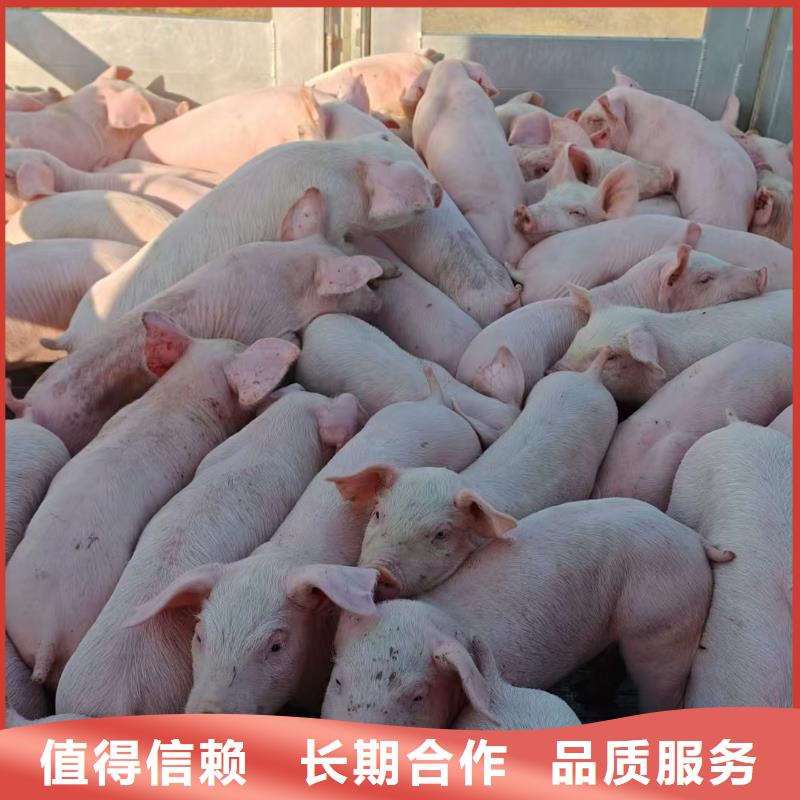 寶應到仔豬運輸恒溫車公道價格實在