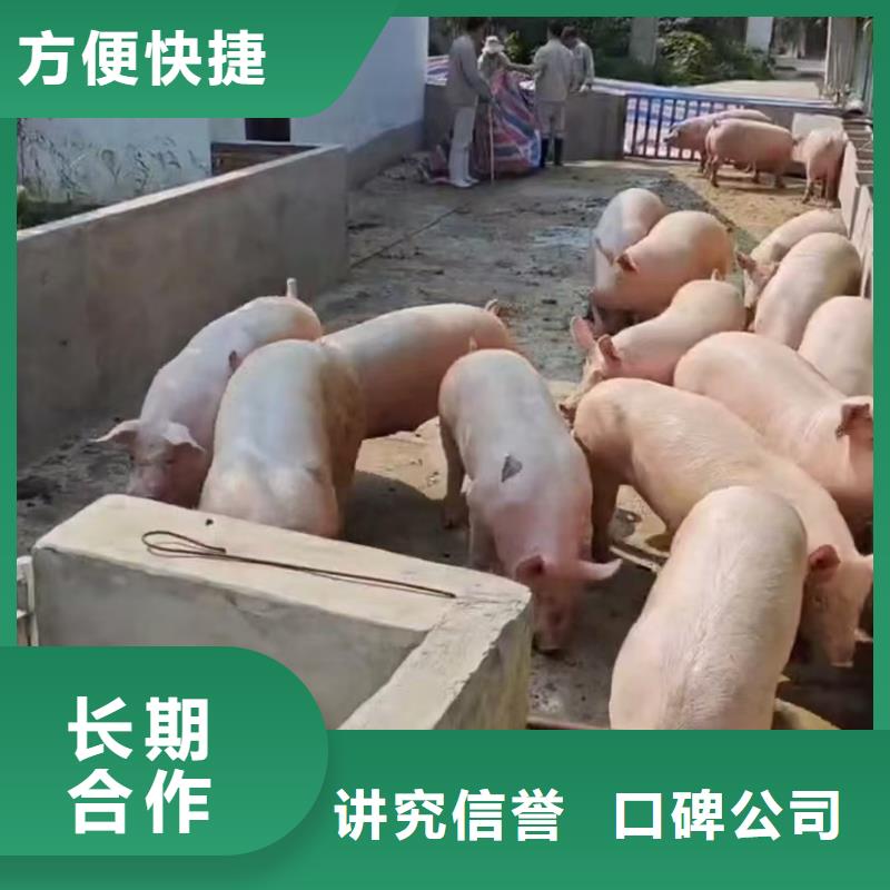 泰安至肥豬運輸恒溫車服務(wù)熱情定制不額外收費