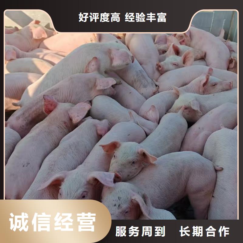 湖州到廣元肥豬運(yùn)輸恒溫車經(jīng)驗(yàn)豐富