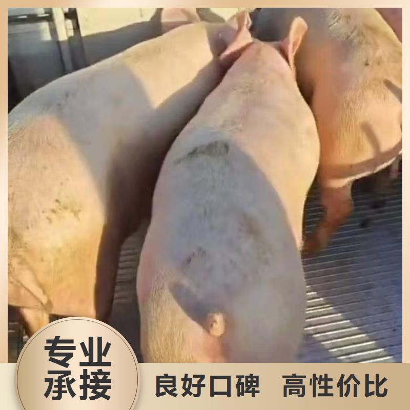 宿遷沭陽到淮北羊運(yùn)輸平穩(wěn)