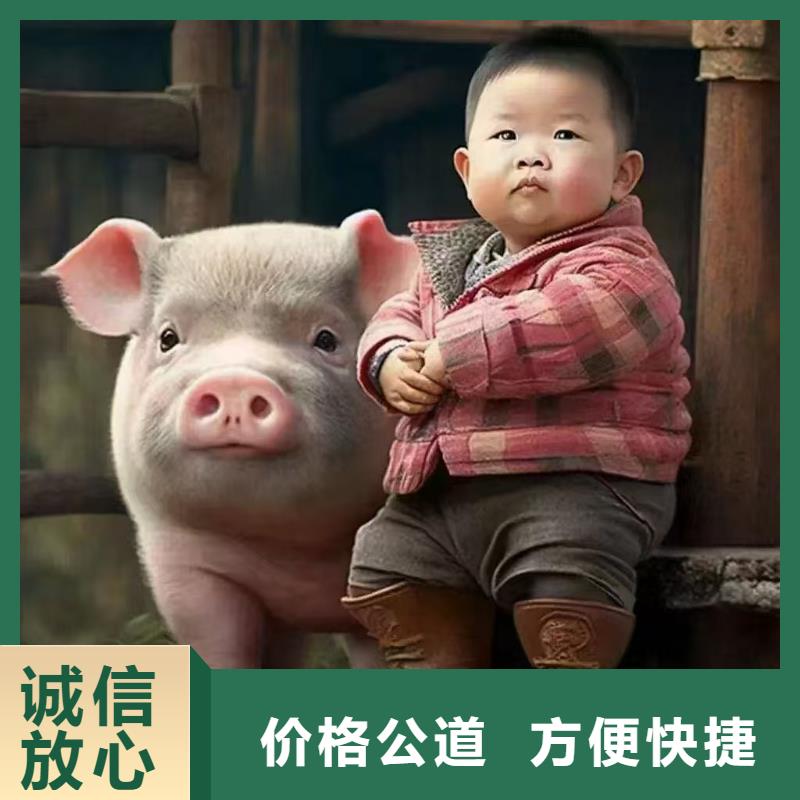 宿遷泗洪到六安農(nóng)牧物流合理