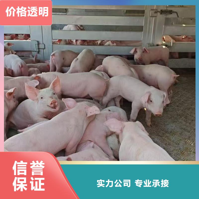 東營到宿州生豬運(yùn)輸恒溫車正規(guī)團(tuán)隊(duì)