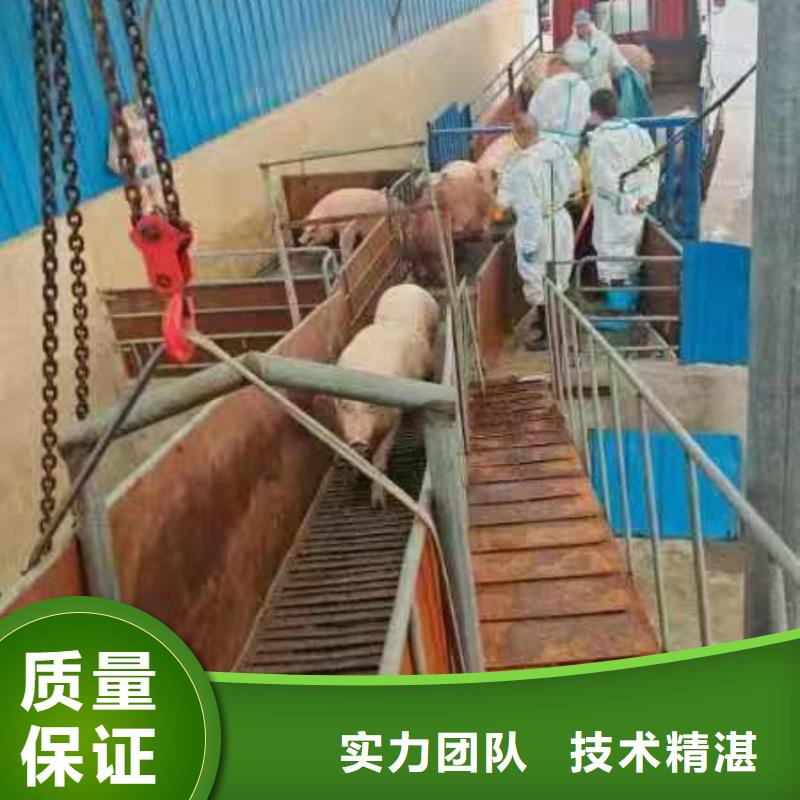 宿州到張掖肥豬運輸恒溫車誠信經(jīng)營