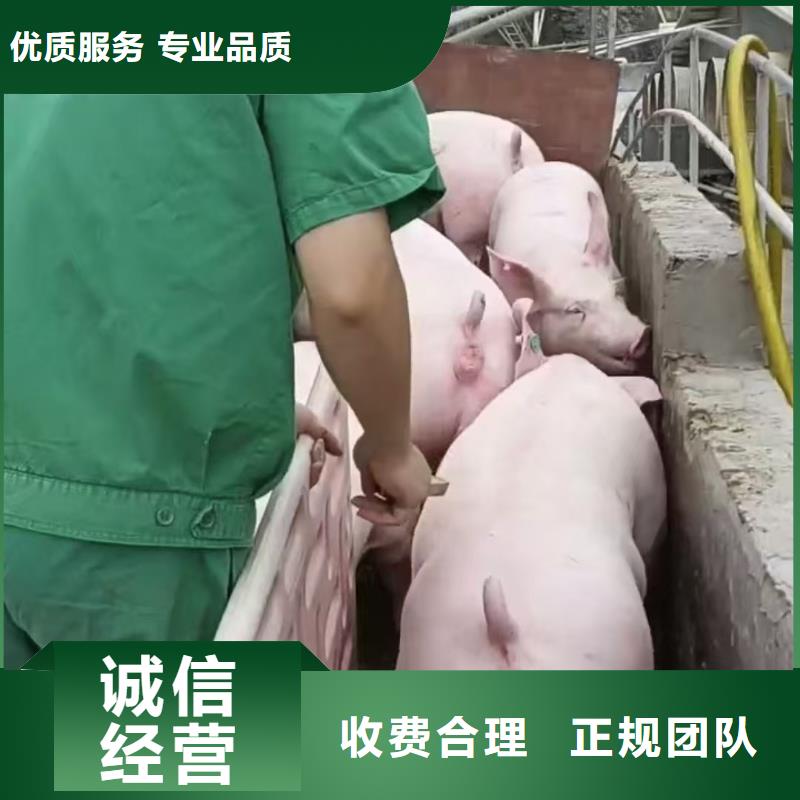 東營到駐馬店肥豬運(yùn)輸空調(diào)車放心之選