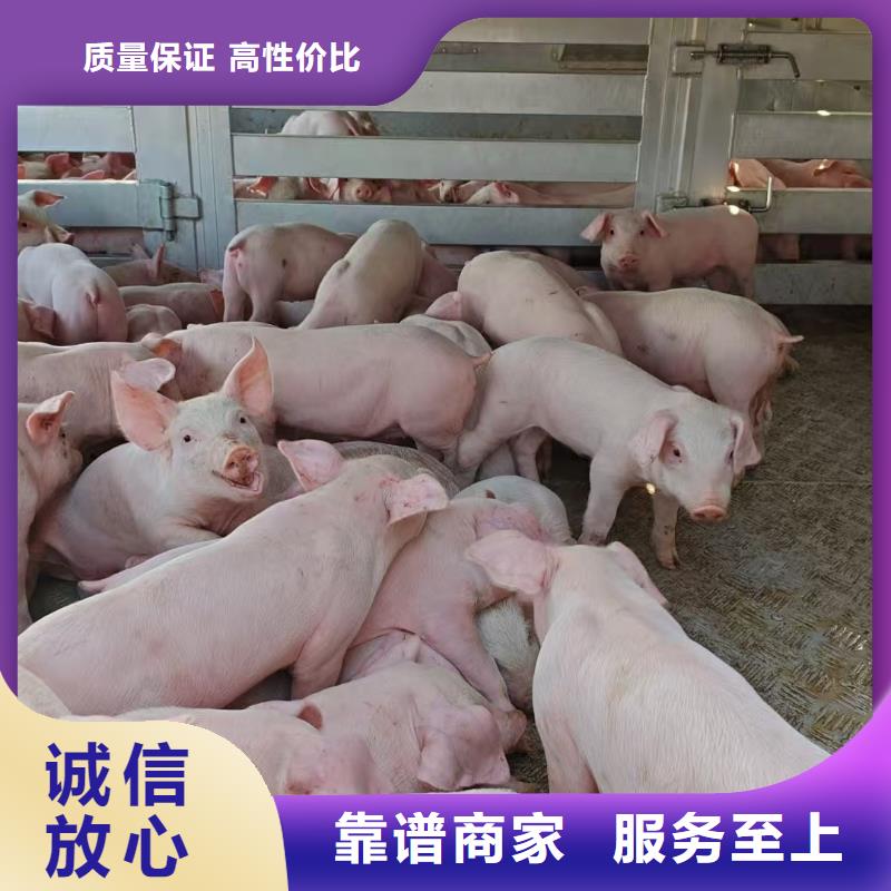 黃山到葫蘆島肥豬運(yùn)輸空調(diào)車誠信放心