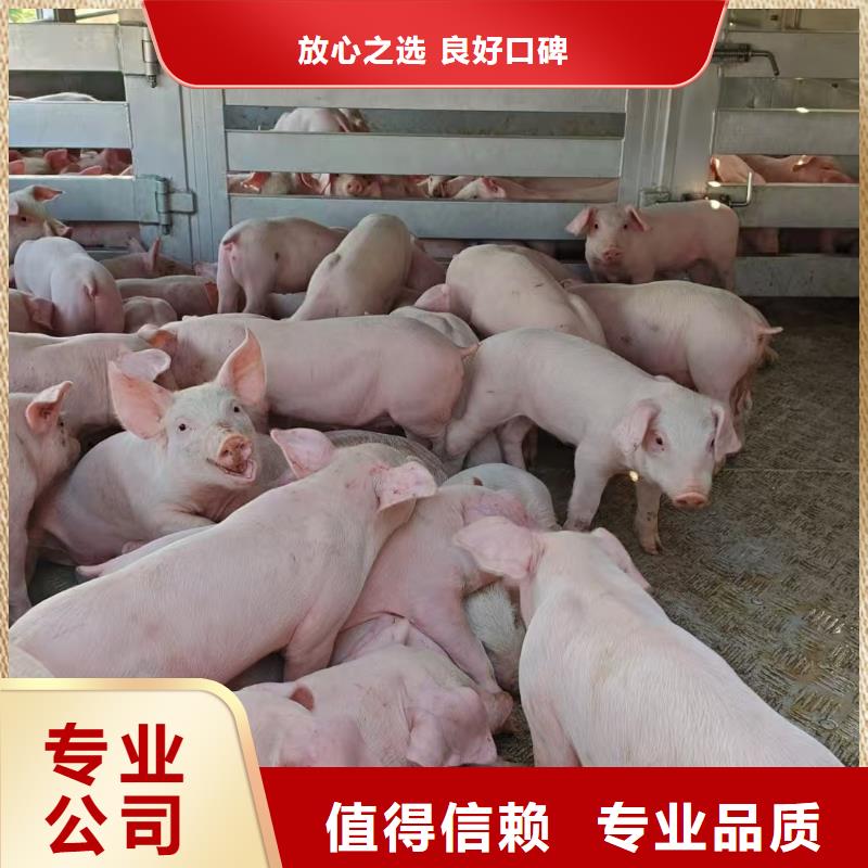 泗洪縣至延安仔豬恒溫車運(yùn)輸資質(zhì)齊全