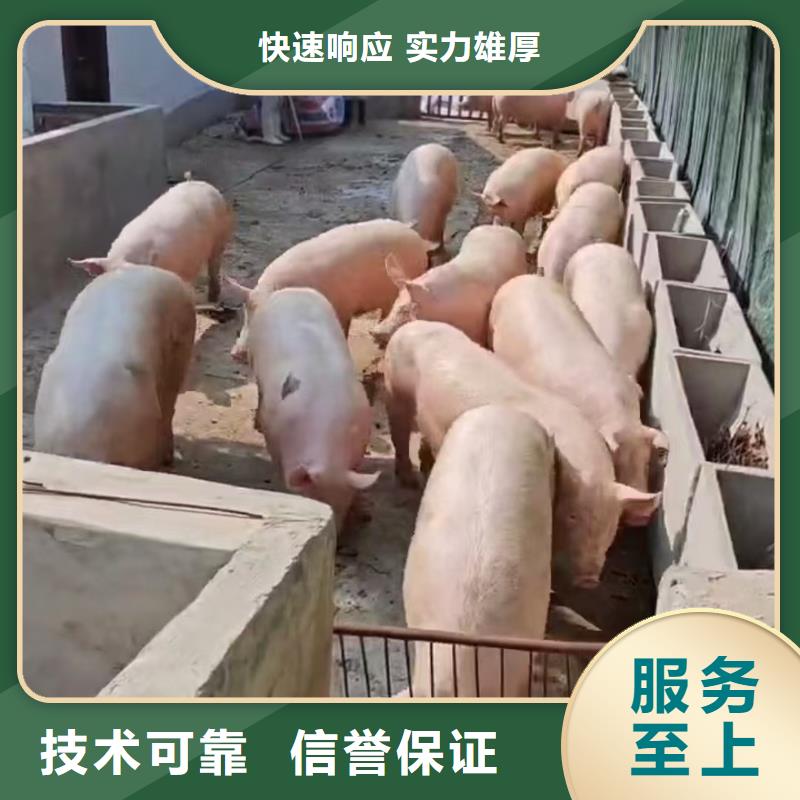 紹興到海東生豬運(yùn)輸恒溫車售后保障