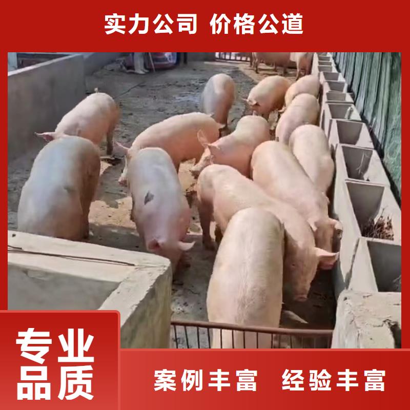 宿遷泗洪到錦州種豬恒溫車運(yùn)輸監(jiān)控到位