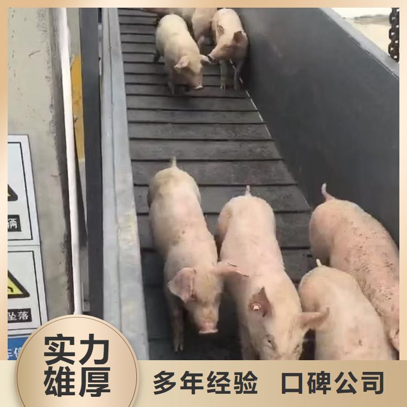 宿遷沭陽到南昌種豬運(yùn)輸小心謹(jǐn)慎