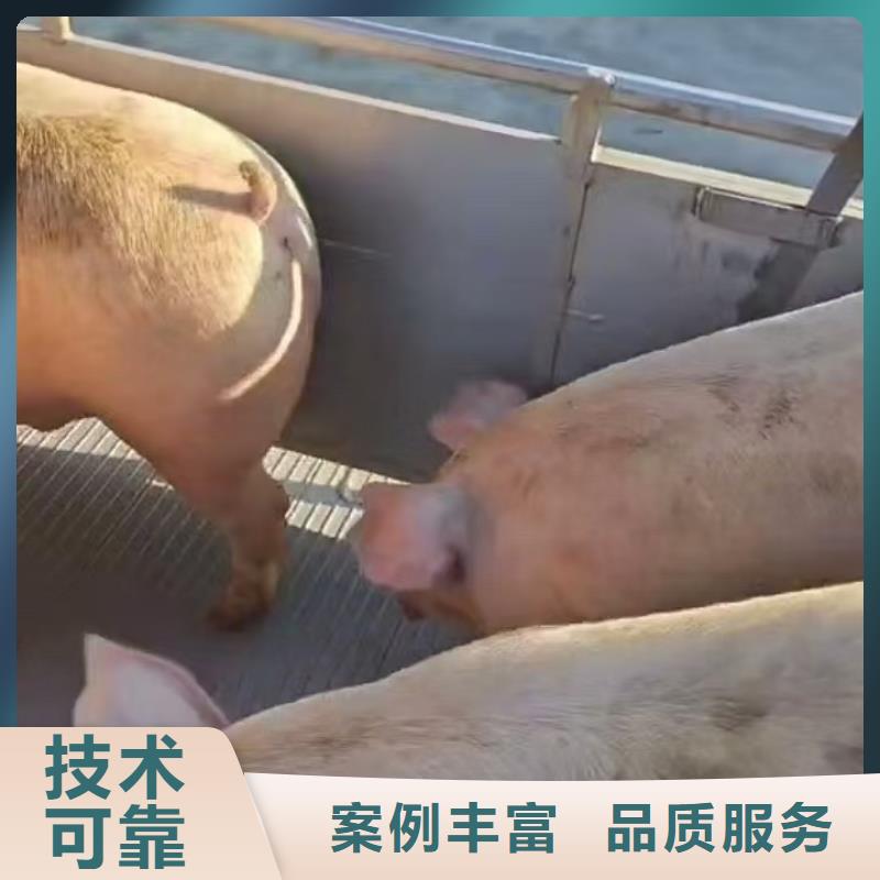 湖州至種豬恒溫車運(yùn)輸放心省心一個起售
