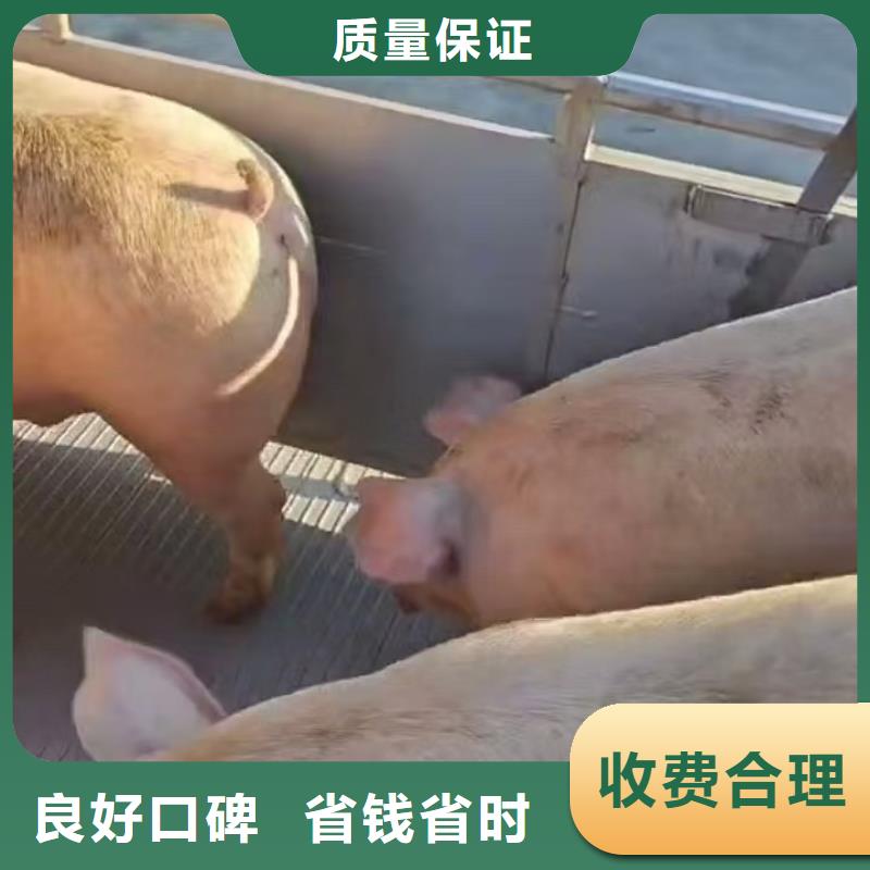 臨沂至天津牛運(yùn)輸團(tuán)隊(duì)專業(yè)