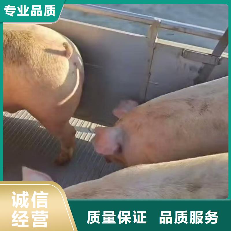 ?巢湖到海東活禽運(yùn)輸靠譜商家