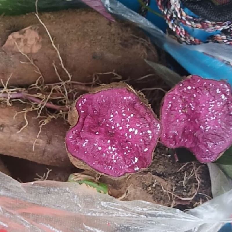 鹽城阜寧專業(yè)生產(chǎn)制造紫薯塊的廠家