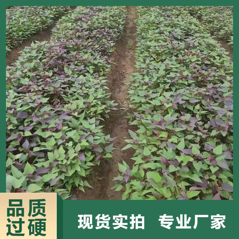 紫薯种苗种植厂家精工制作