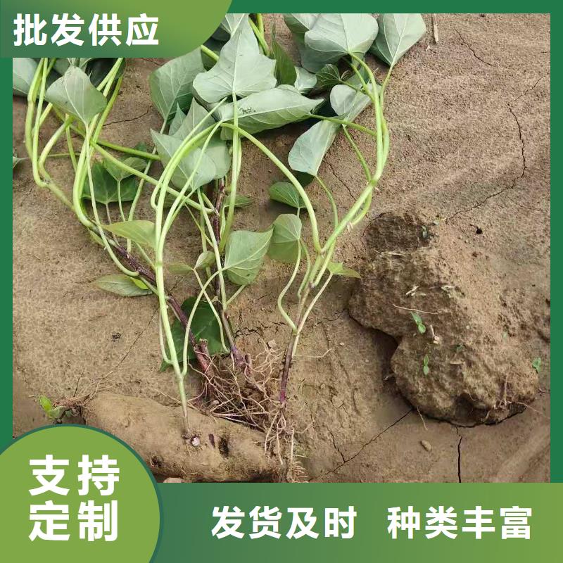 鲜食型紫薯苗种植基地专业品质