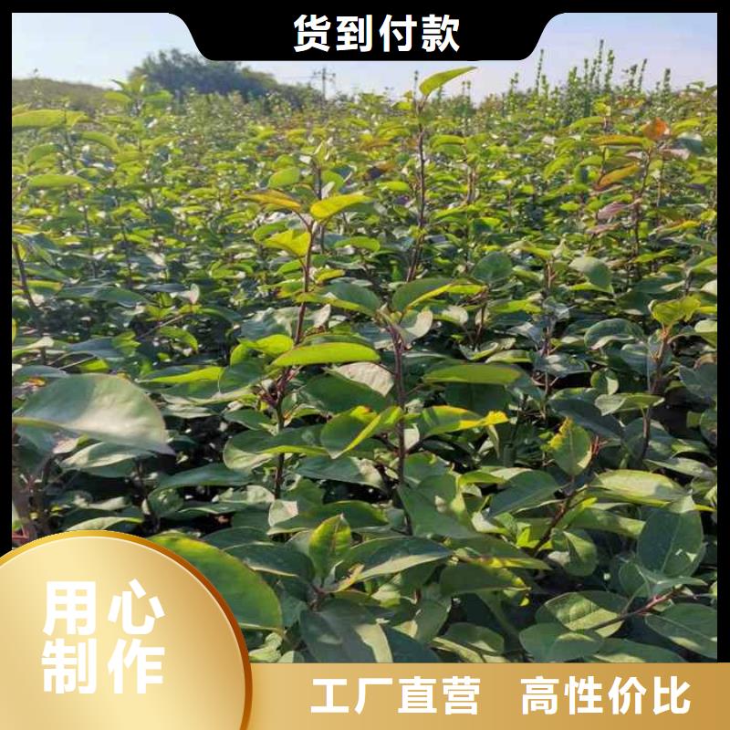 秋月梨种植苗品种大全附近供应商