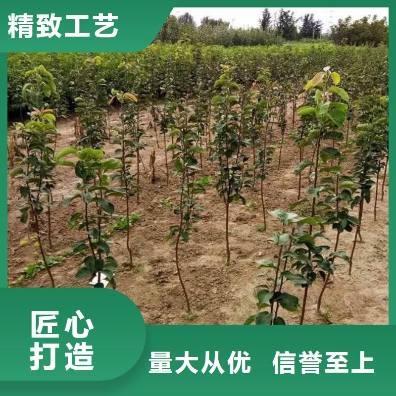 秋月梨树苗种植方法N年生产经验