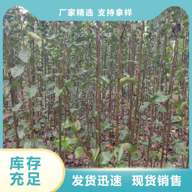 秋月梨种植苗求购自主研发