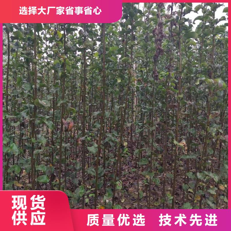 秋月梨种植苗种植时间本地厂家