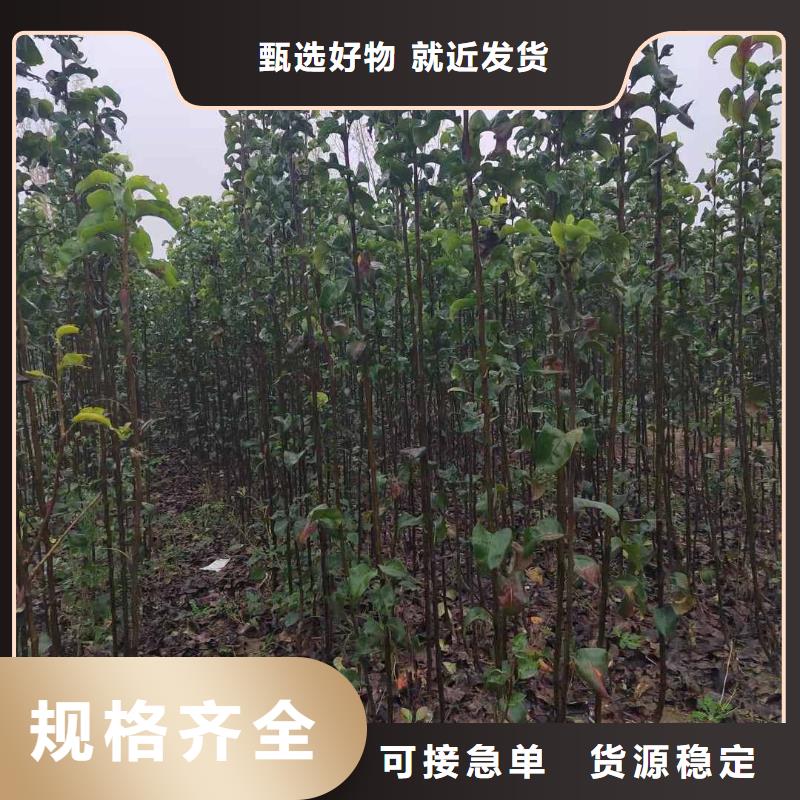 秋月梨种植苗苗木经销处质优价保