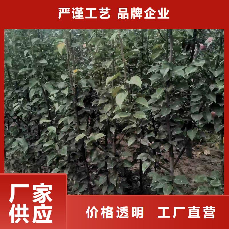 秋月梨种植苗原产地实力雄厚品质保障