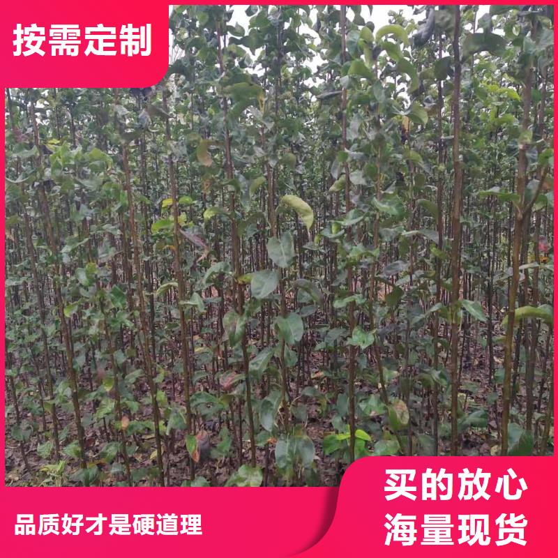 秋月梨种植苗专业合作社售后无忧