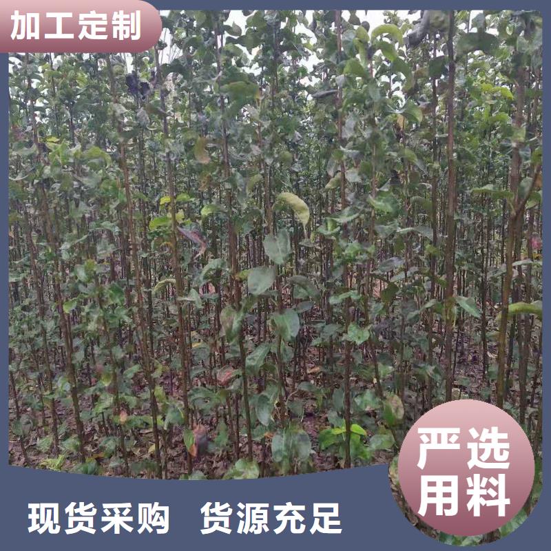 秋月梨苗批发基地品牌大厂家