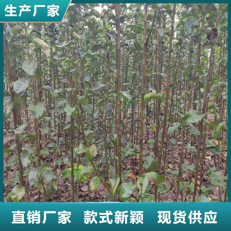 秋月梨种植苗批发低价一致好评产品