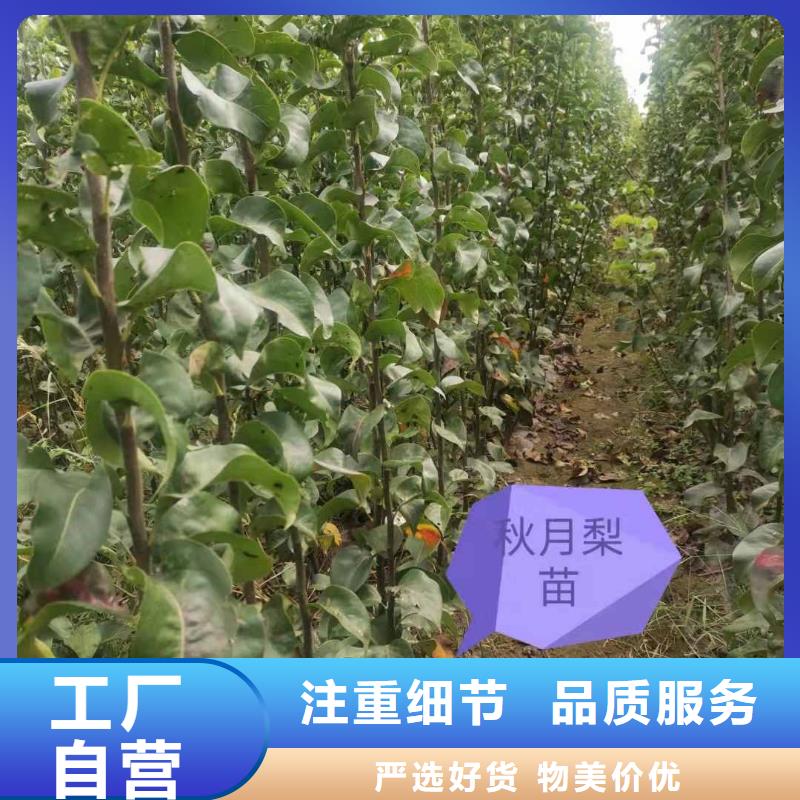 秋月梨种植苗基地图片随心所欲定制