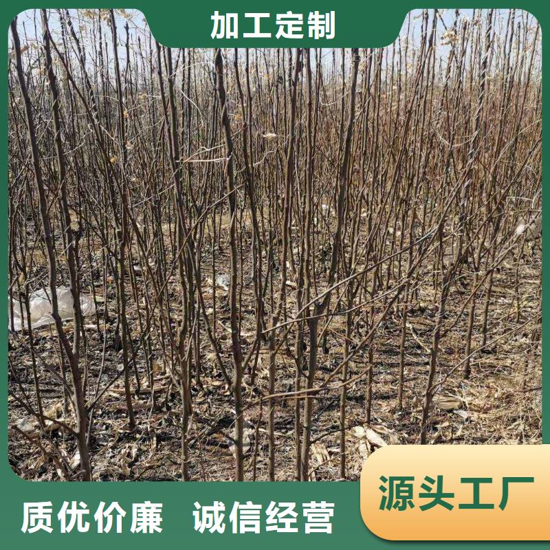 秋月梨苗种植基地质量无忧