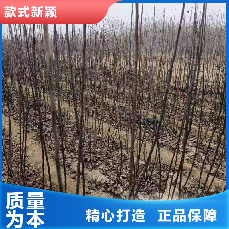 秋月梨种植苗基地加工定制