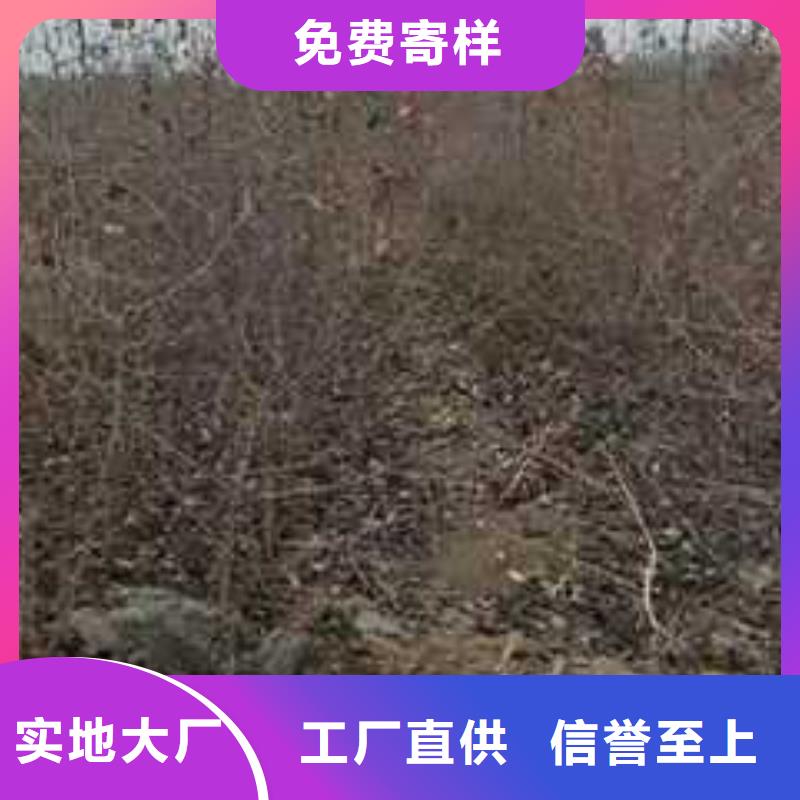 杜梨-黄冠梨树苗一站式采购商家<本地>厂家