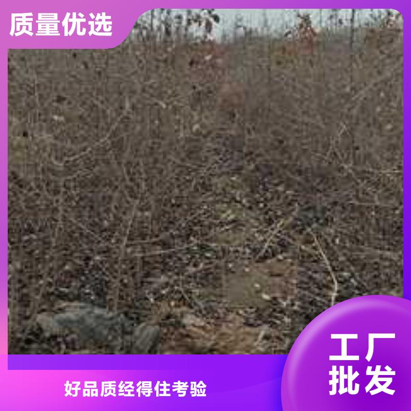 【杜梨梨树苗实体厂家大量现货】<本地>供应商