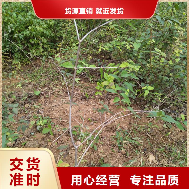 杈杷果树苗适合种植地区[本地]生产商