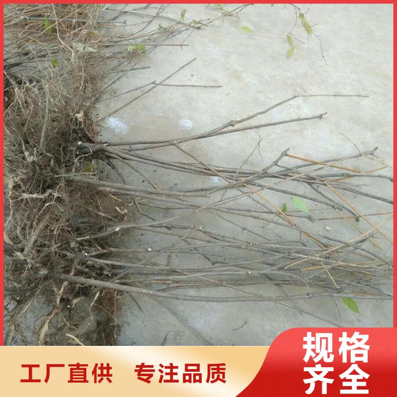 健身果苗种植基地来电咨询