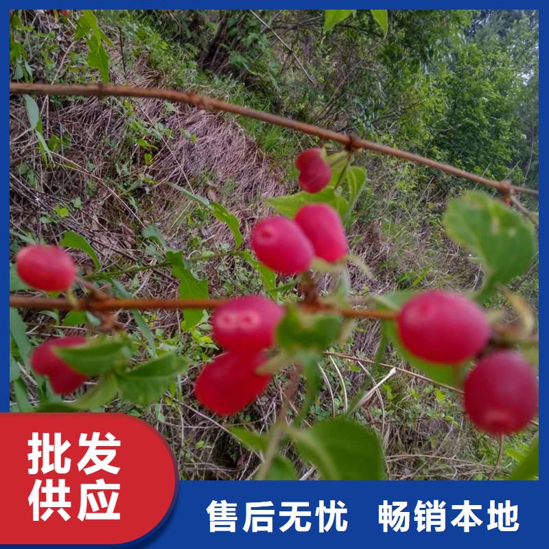相思果苗多少錢一棵品質(zhì)服務(wù)