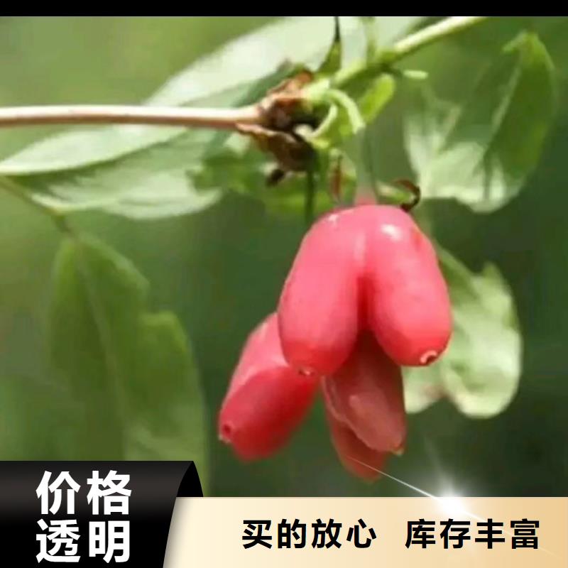 杈杷果树苗适合种植地区同城生产商