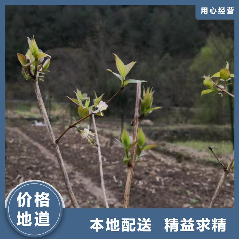 【杈杷果】苹果苗多种场景适用库存量大