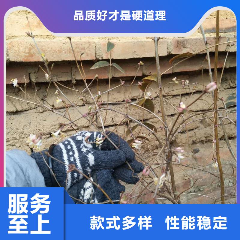 健身果苗多少钱一棵精心选材