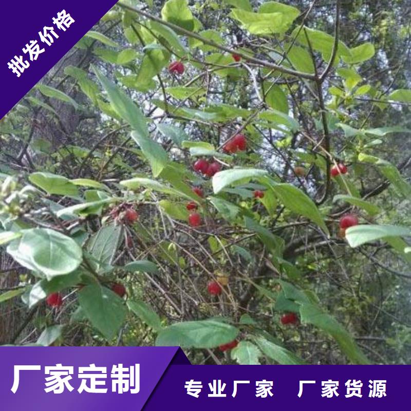 杈杷果-3公分石榴苗以质量求生存厂家新品