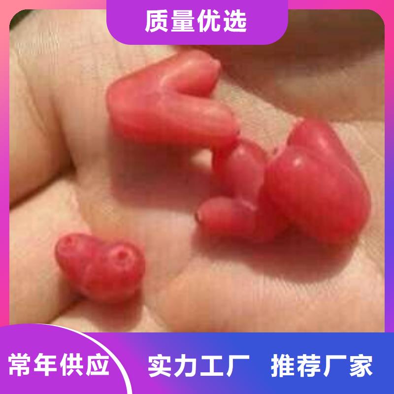 杈杷果【蓝莓苗】优选厂家质量为本