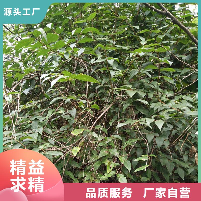 鸳鸯果苗质优价廉价格地道