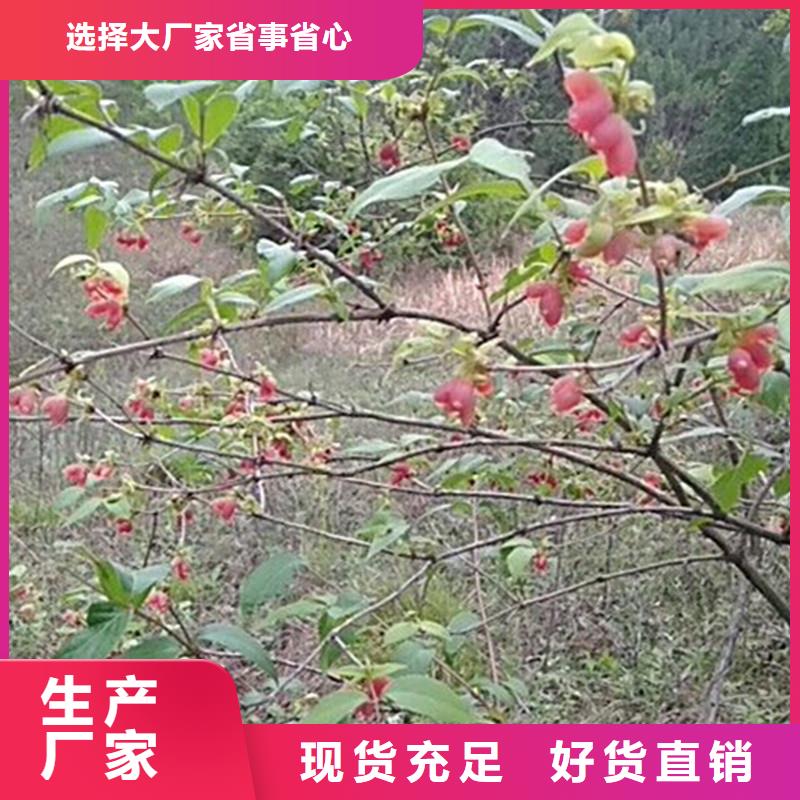 健身果树苗种植技术附近品牌