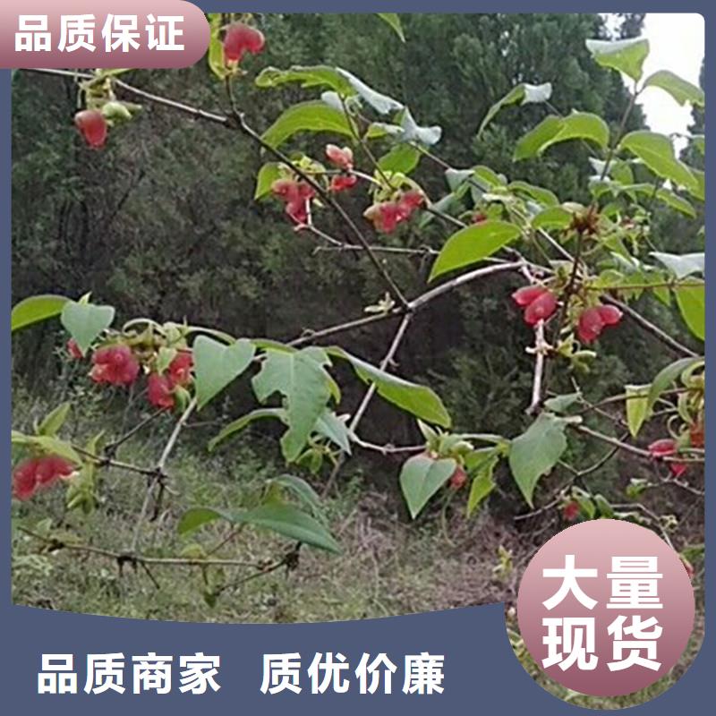 相思果苗适合种植地区畅销本地