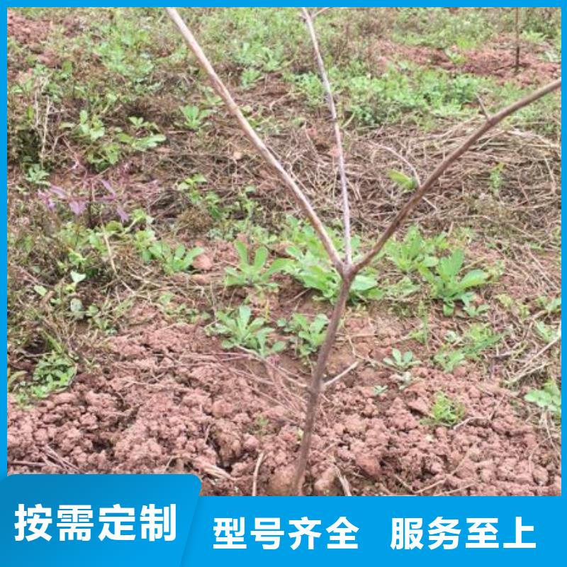 ​杈杷果苗种植管理技术快速物流发货