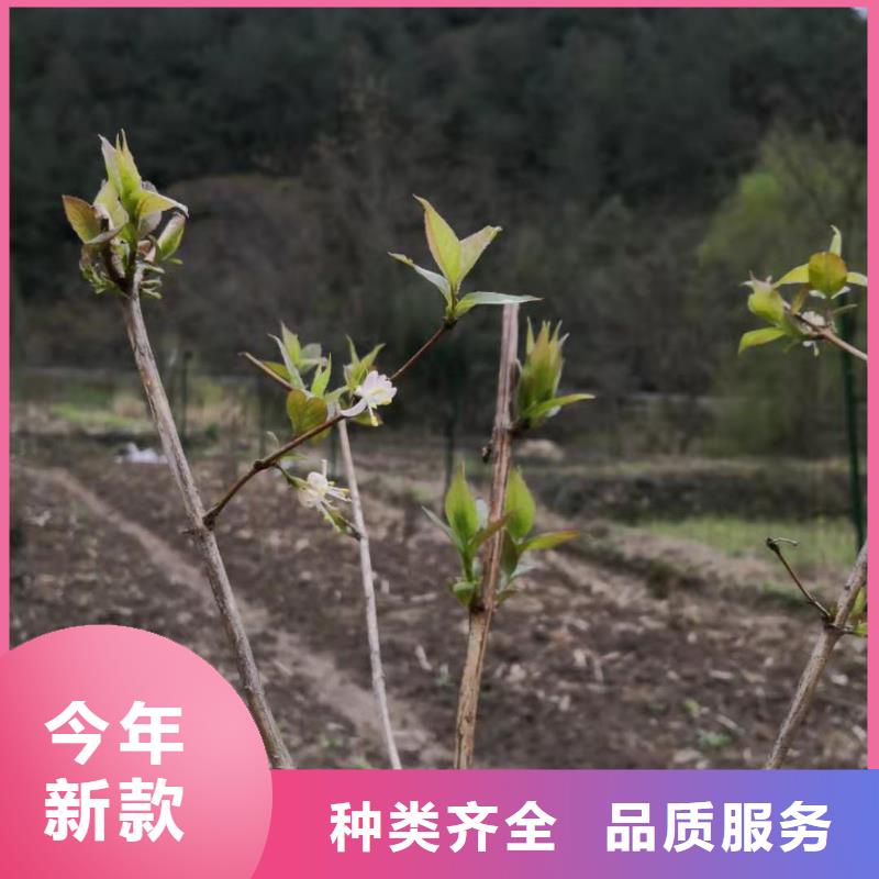 杈杷果【无花果苗】规格型号全来图定制量大从优