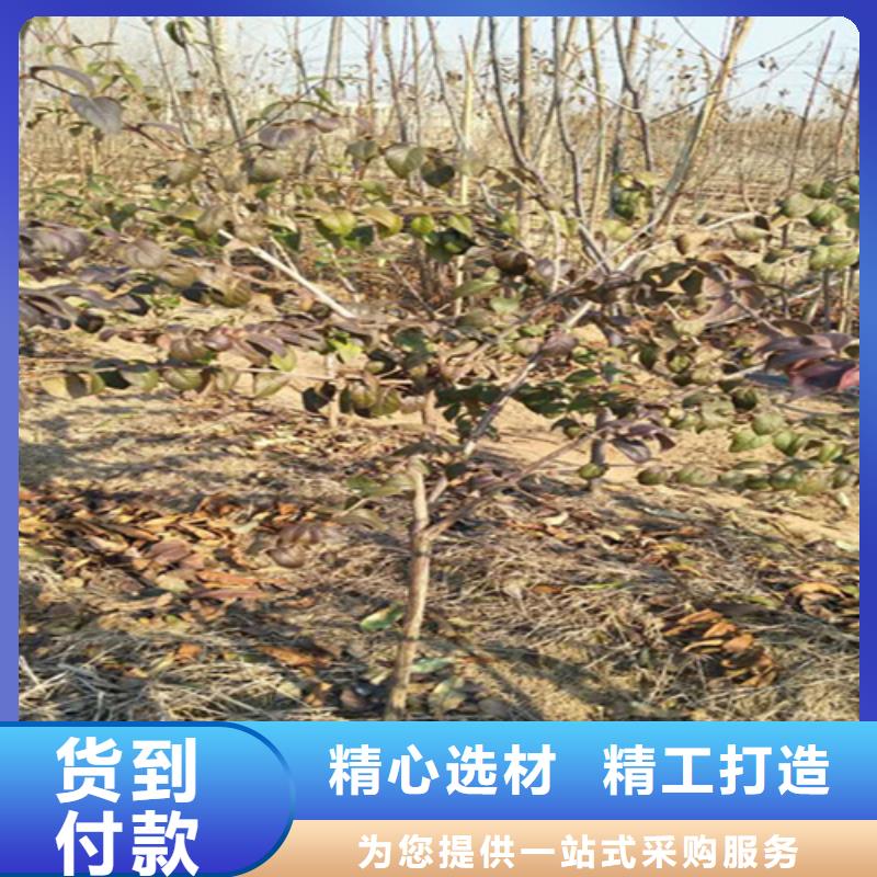 杈杷果苗种植管理技术高性价比