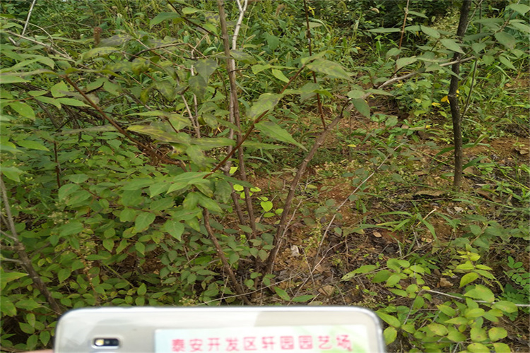 杈杷果苗种植基地准时交付