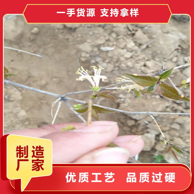 杈杷果_苹果苗现货交易大厂生产品质